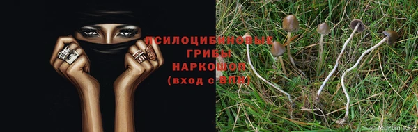 ГАЛЛЮЦИНОГЕННЫЕ ГРИБЫ Балахна